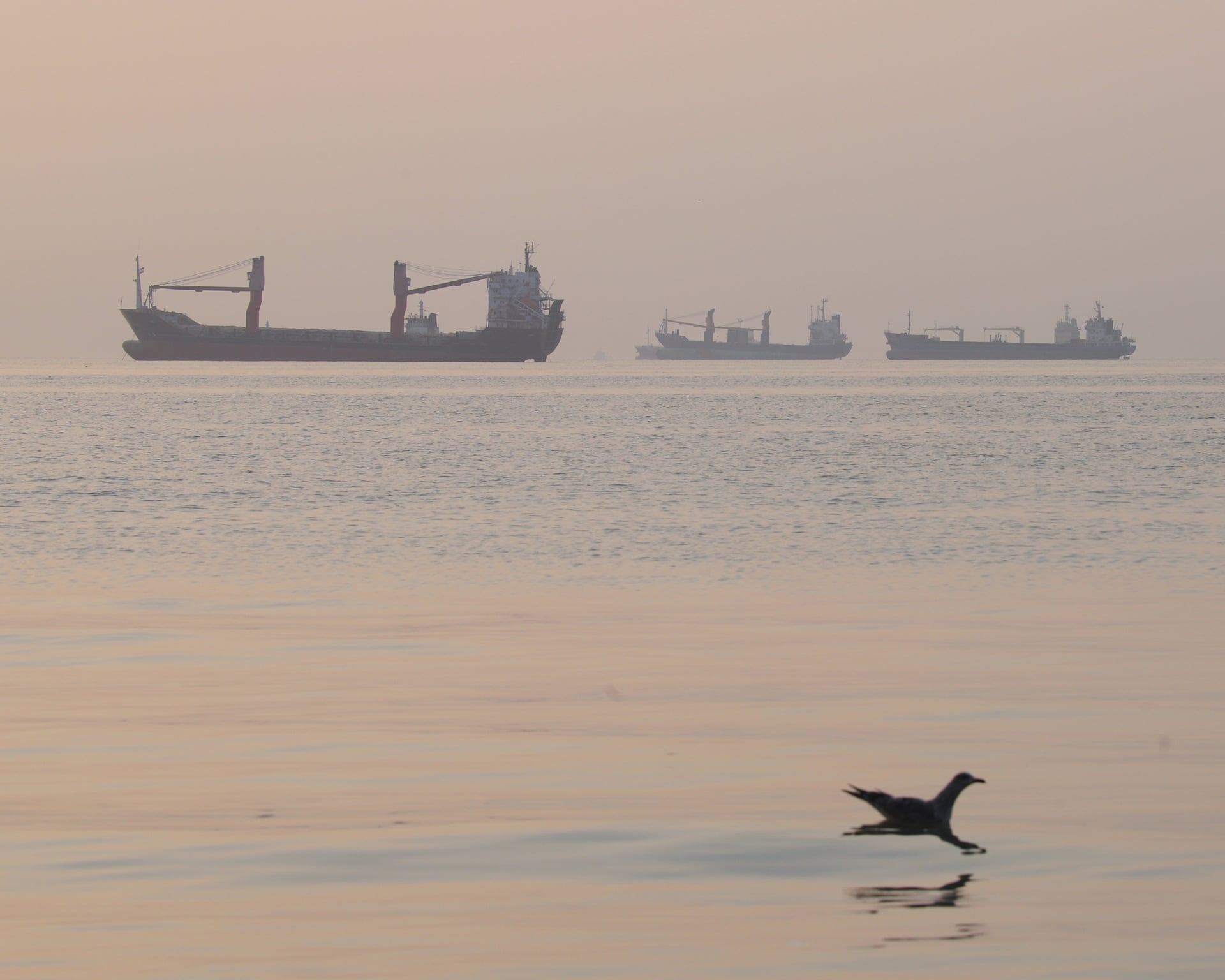 Cargo ships at anchor in the Strait of Hormuz, seen from a hazy shore, with a seabird flying low over the water.